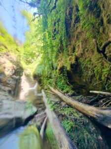 decor sauvage vegetation canyon bollene 225x300